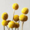 Dried Yellow Craspedia Billy Button Flowers Faux Flower Arrangement, 10 Stems for Dining Table Fall Decor, No Watering Needed with Vase